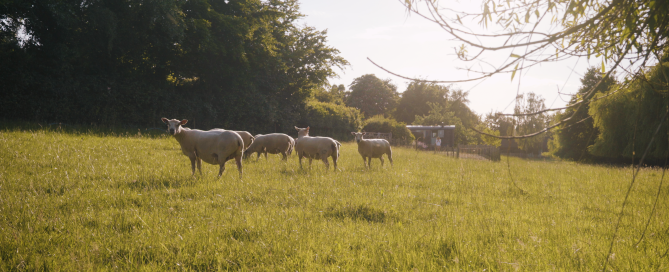 Sheep at Apple blossom shepherds hut | Glamping in Devon