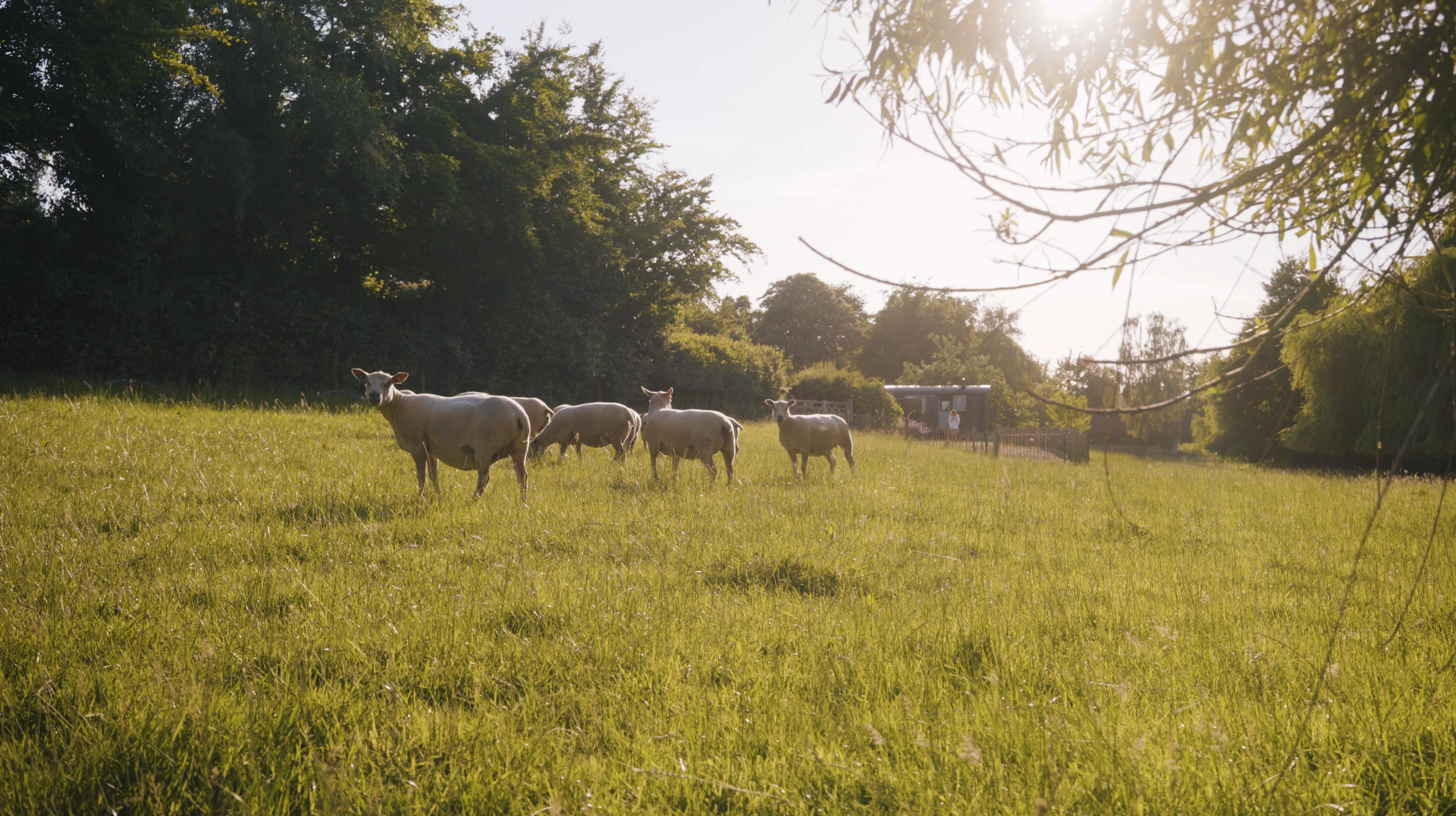 Sheep at Apple blossom shepherds hut | Glamping in Devon